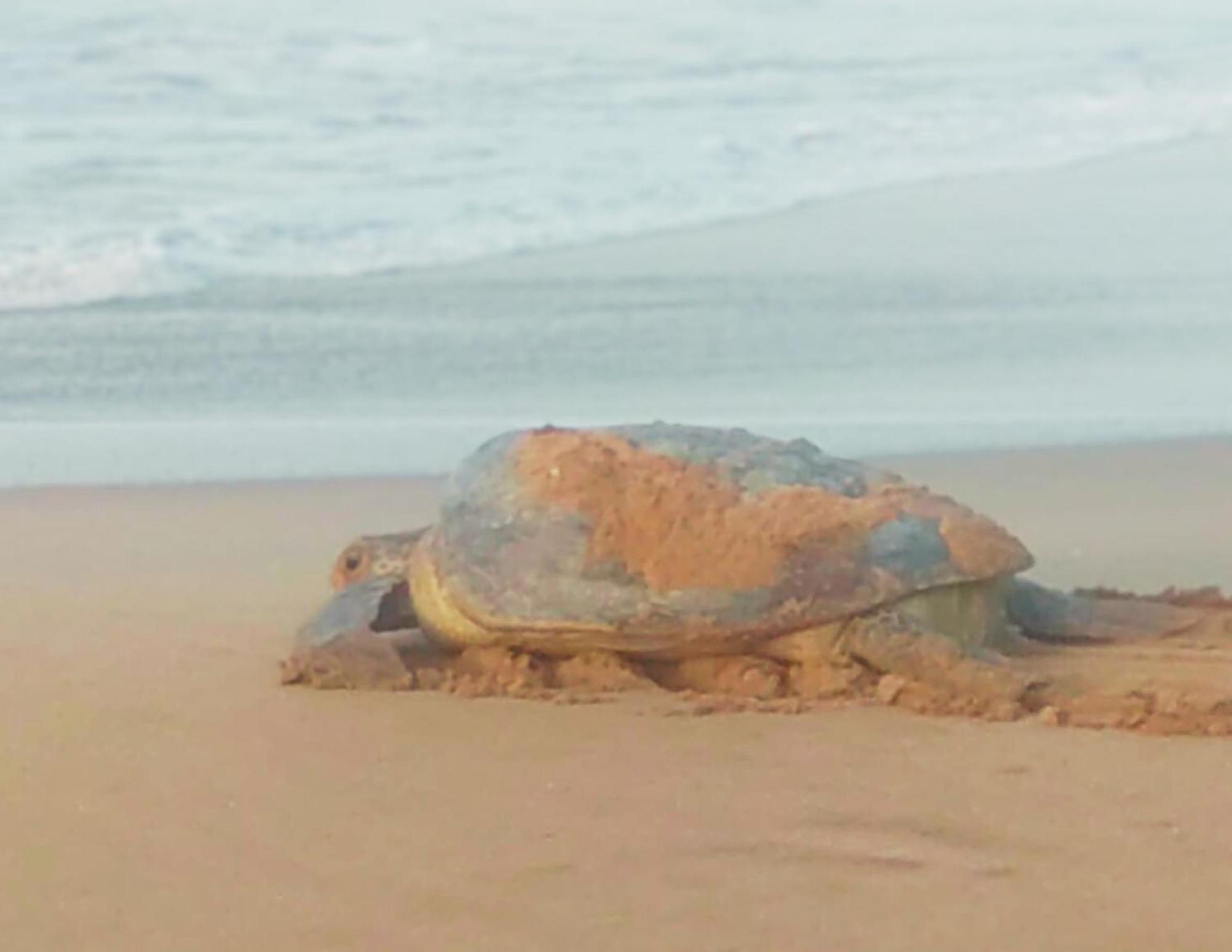 Amour At Turtle Beach Tangalle Eksteriør bilde