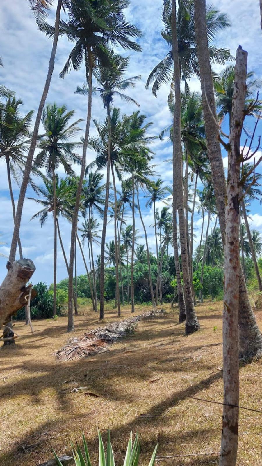 Amour At Turtle Beach Tangalle Eksteriør bilde