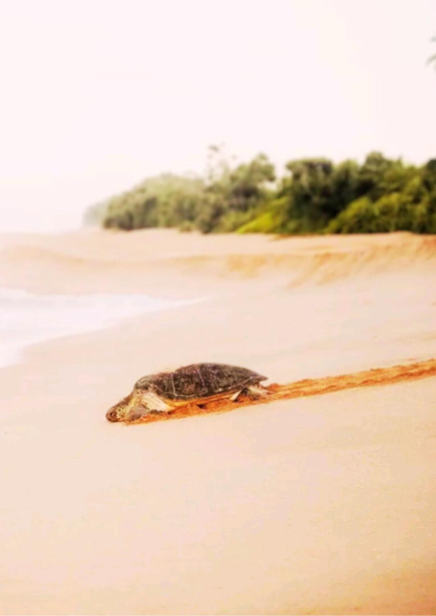 Amour At Turtle Beach Tangalle Eksteriør bilde